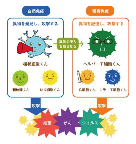 イラスト:自然免疫が獲得免疫に異物の侵入を知らせ、菌を撃退