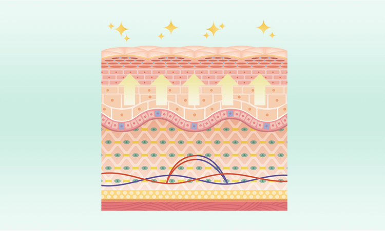 シワなどの改善がされたお肌