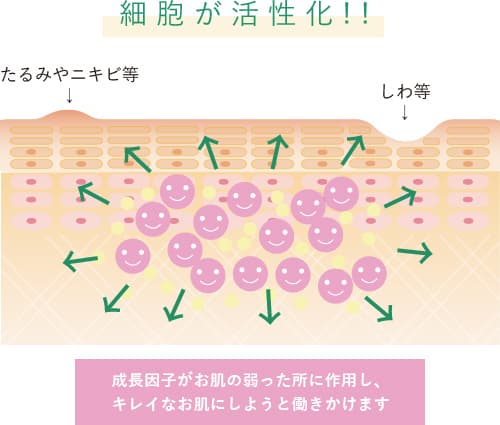 細胞が活性化!