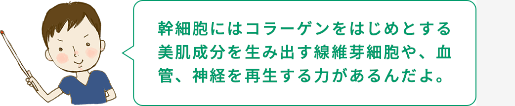坂本くん「幹細胞にはコラーゲンをはじめとする美肌成分を生み出す線維芽細胞や、血管、神経を再生する力があるんだよ。」