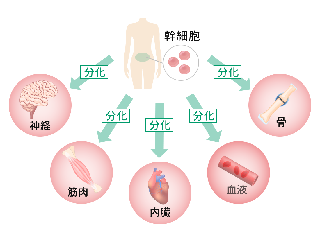 幹細胞の分化