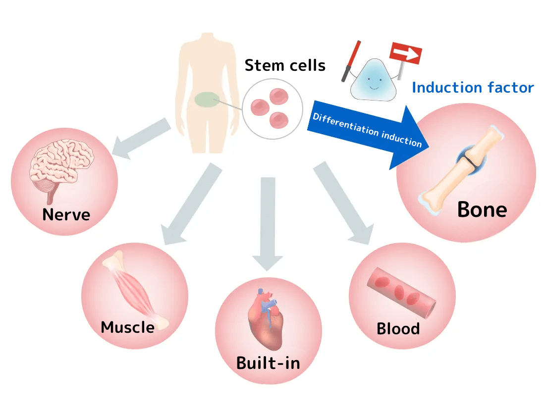 幹細胞の分化誘導