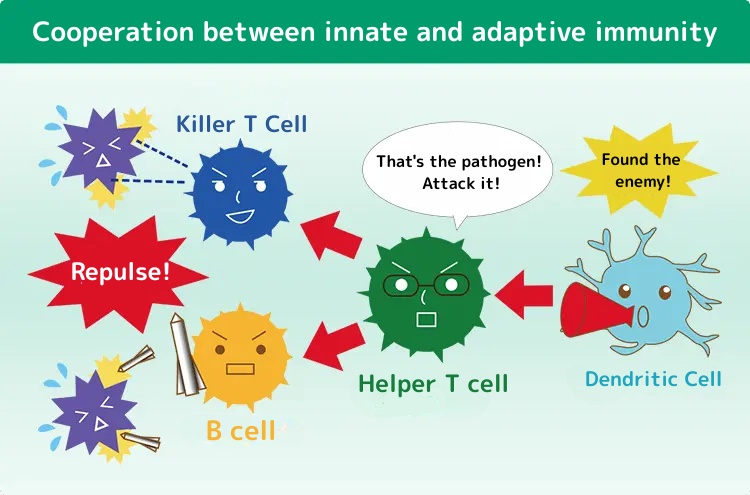 自然免疫と獲得免疫の連携