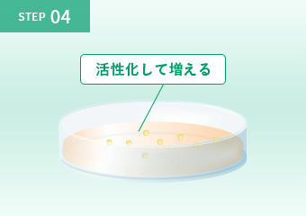 2～3週間培養する