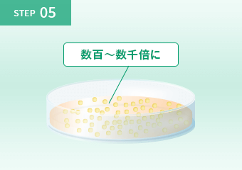 NK細胞は数百～数千倍に増える
