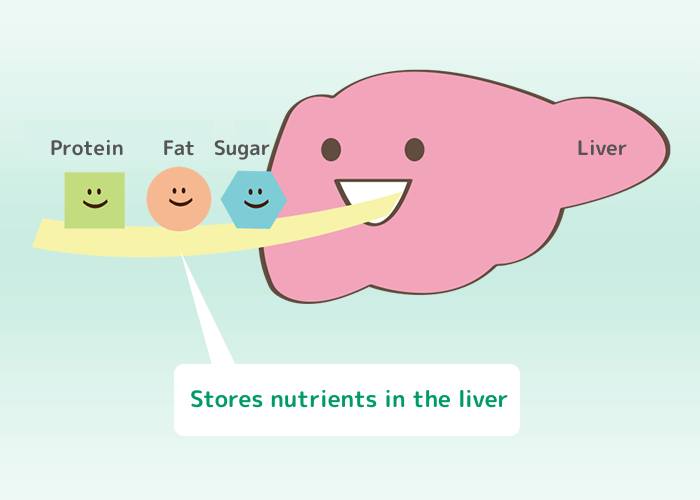 栄養素を肝臓に貯蔵