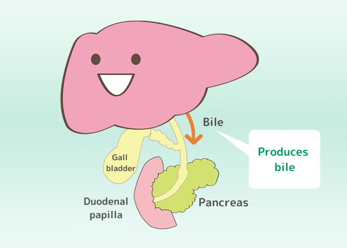 胆汁を生成