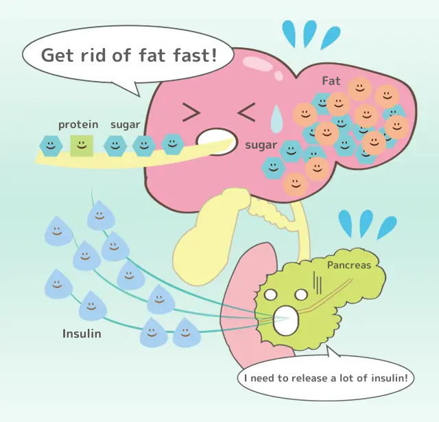 肝臓くん「早く脂肪を排出しよう!」膵臓くん「いっぱいインスリン出さなきゃ!」
