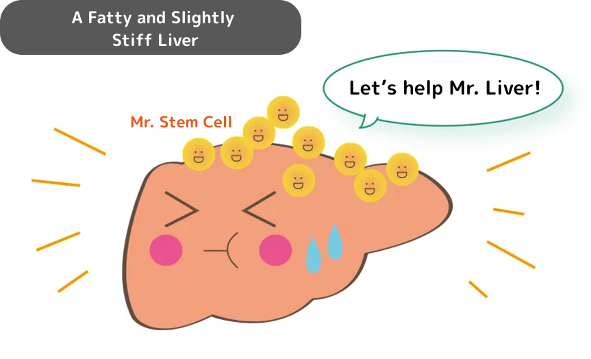 太って少し硬い肝臓
