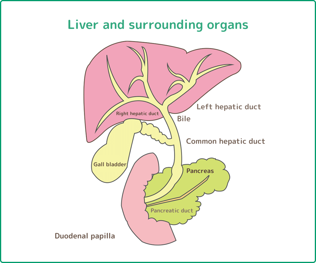 肝臓と周辺の臓器