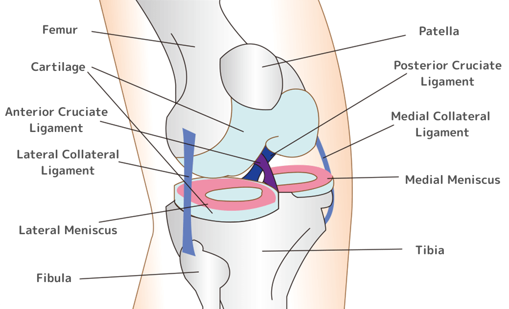 図：ひざ周辺の部位