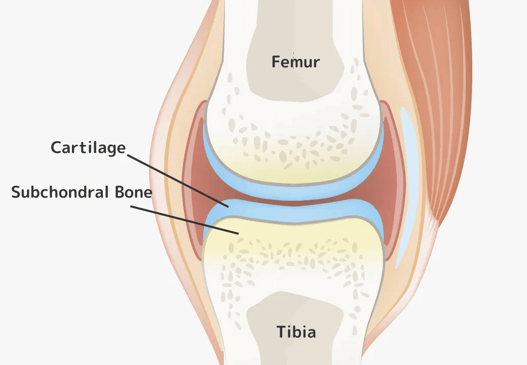 分化誘導による関節の再生医療