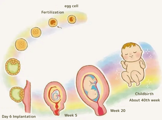 再生医療の細胞が成長するイメージ