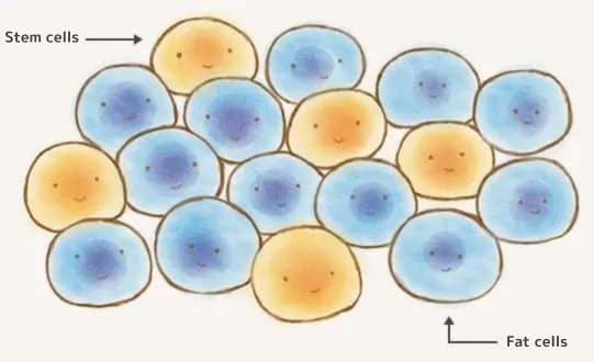 驚異の変化！多様な役割を果たす細胞の秘密