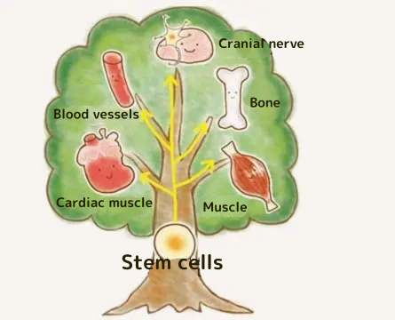 幹細胞を活用した再生医療の特徴