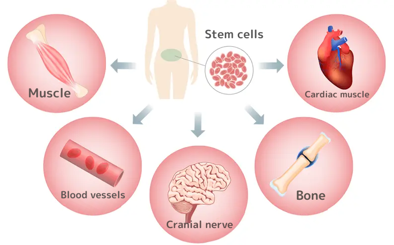 再生医療の幹細胞は筋肉、血管、脳神経、骨、心筋になり得る細胞