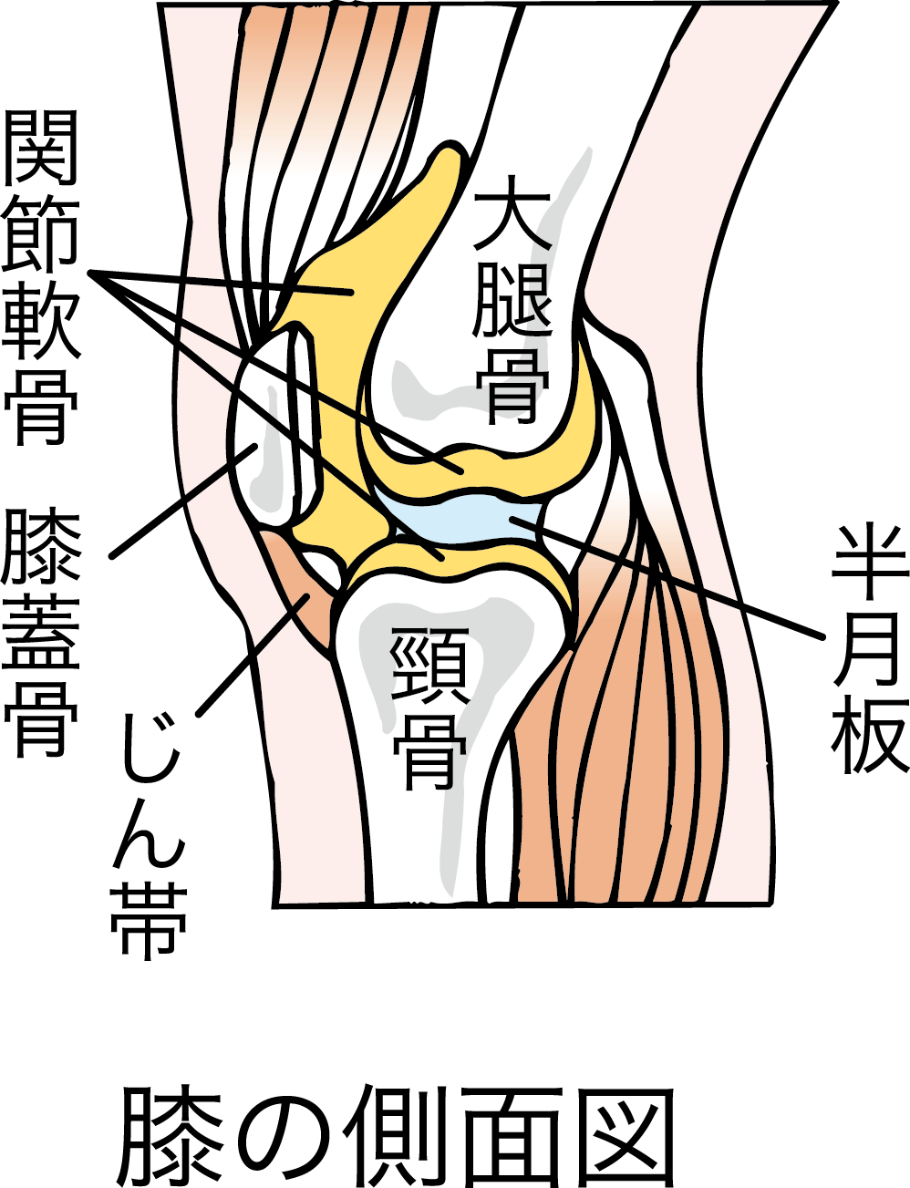 膝をつくと痛い 膝をつくと痛い場合に考えられる８つの病名 リペアセルクリニック大阪院