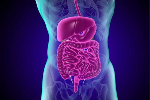 胃腸のイメージ