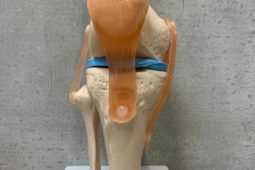 膝関節　骨模型