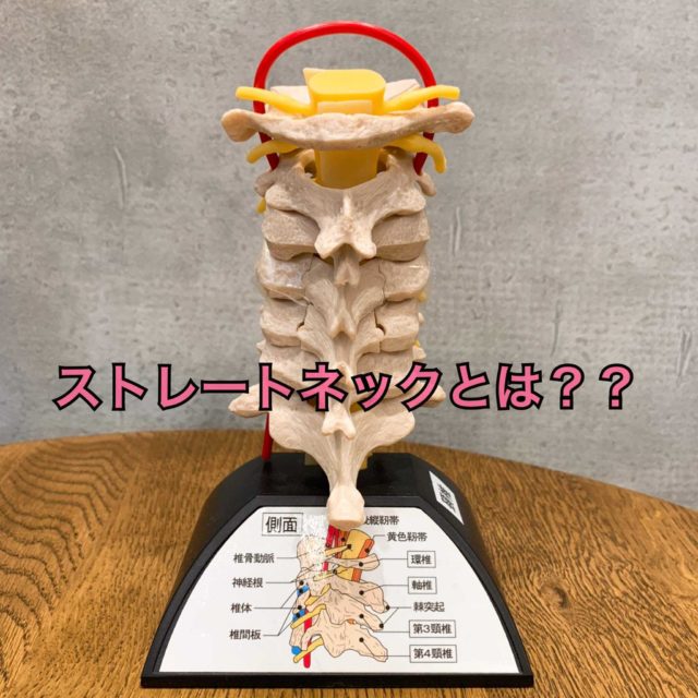 頸椎　骨模型