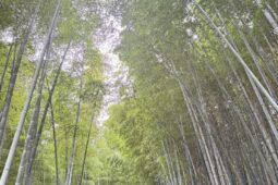 竹林