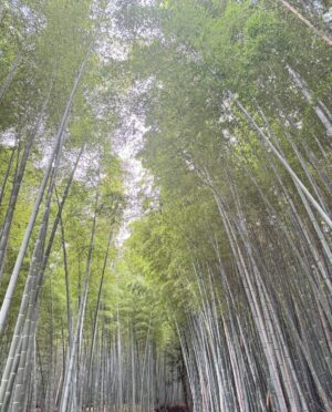 竹林