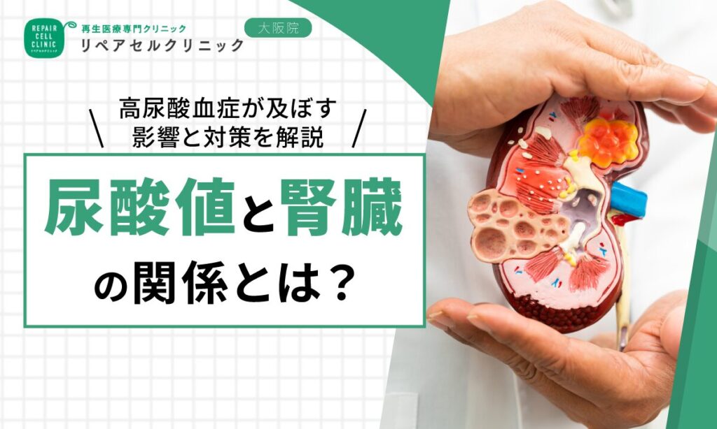 尿酸値と腎臓の関係とは?高尿酸血症が及ぼす影響と対策を解説
