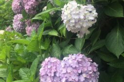 紫陽花