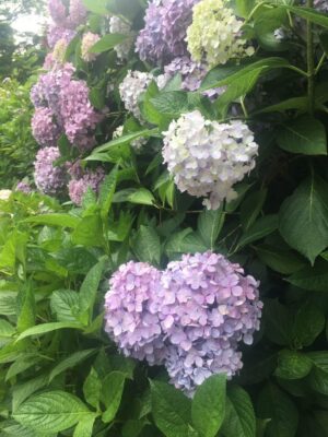 紫陽花